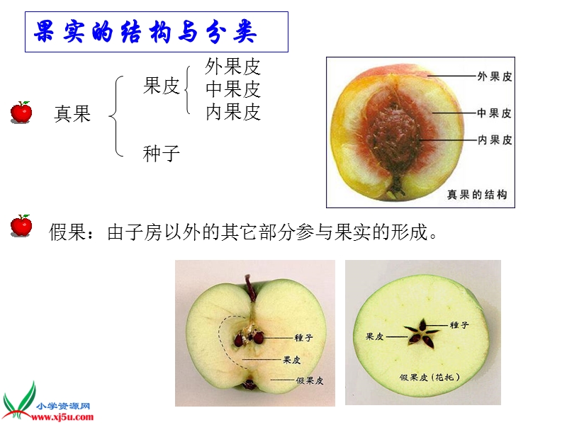 （浙教版）三年级科学下册课件 果实和种子 2.ppt_第2页