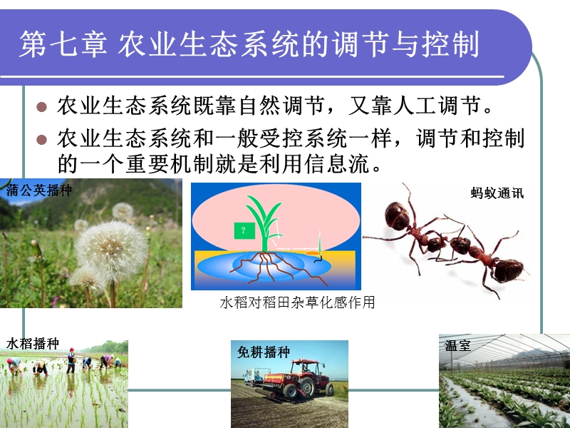 chapter 7 adjustment and control of agroecosystem.ppt_第1页