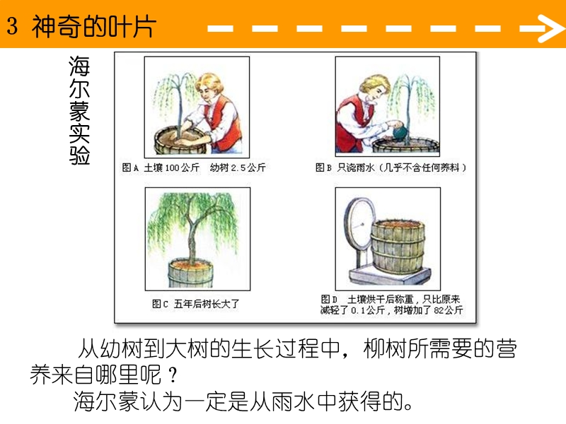 （湘教版）四年级科学上册课件 神奇的叶片.ppt_第3页