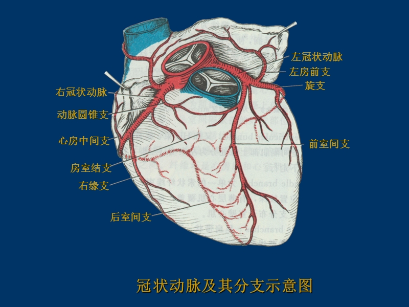 24抗动脉粥样硬化药.ppt_第2页