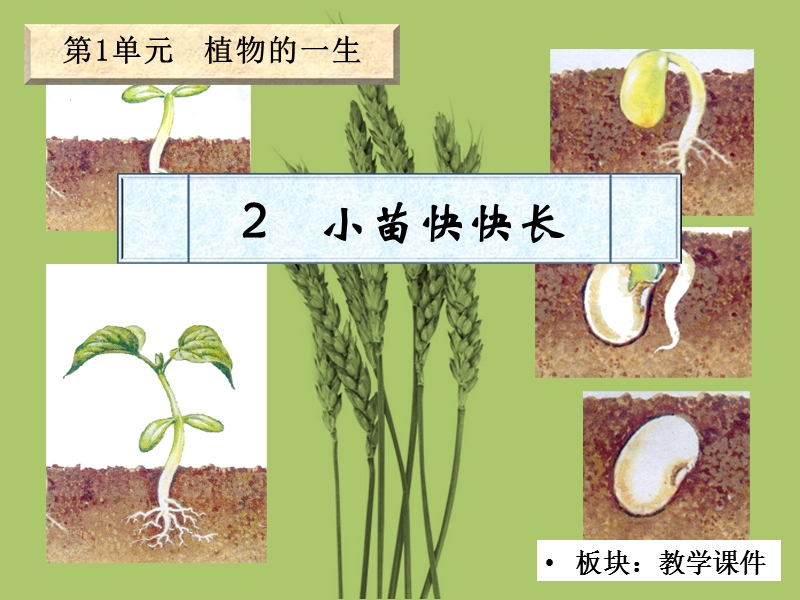 （湘教版）四年级科学下册课件 小苗快快长.ppt_第2页