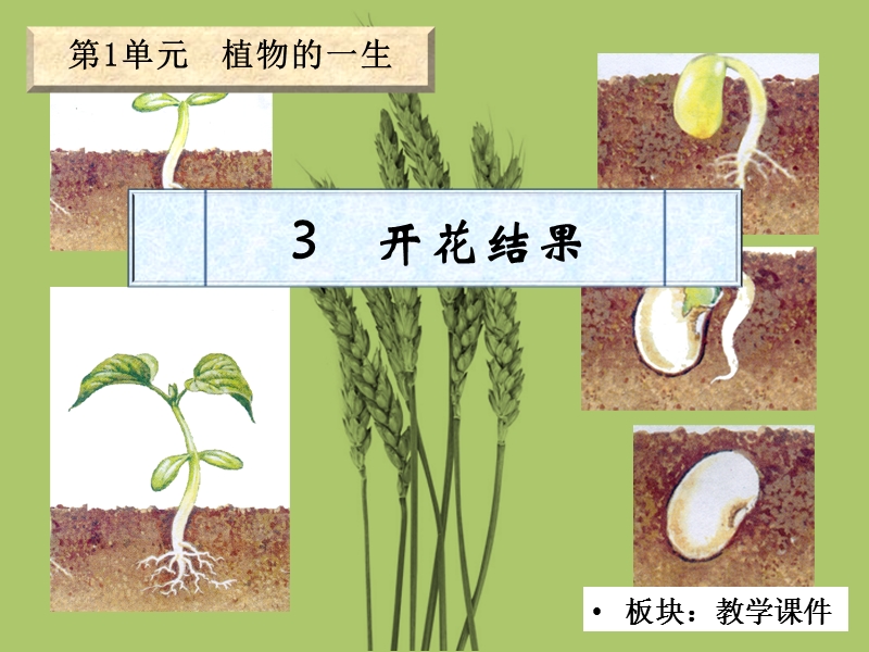 （湘教版）四年级科学下册课件 开花结果 1.ppt_第2页