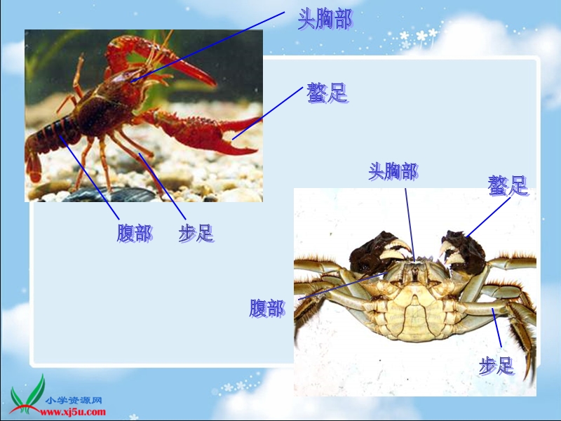 （苏少版2012）二年级美术上册课件 虾和蟹.ppt_第2页