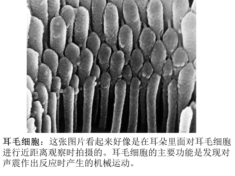 （人教新课标）五年级美术下册课件 微观世界.ppt_第3页