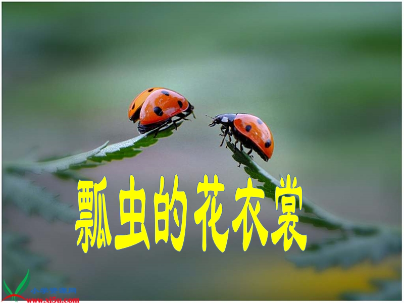 （人教新课标）一年级美术下册课件 瓢虫的花衣裳.ppt_第2页