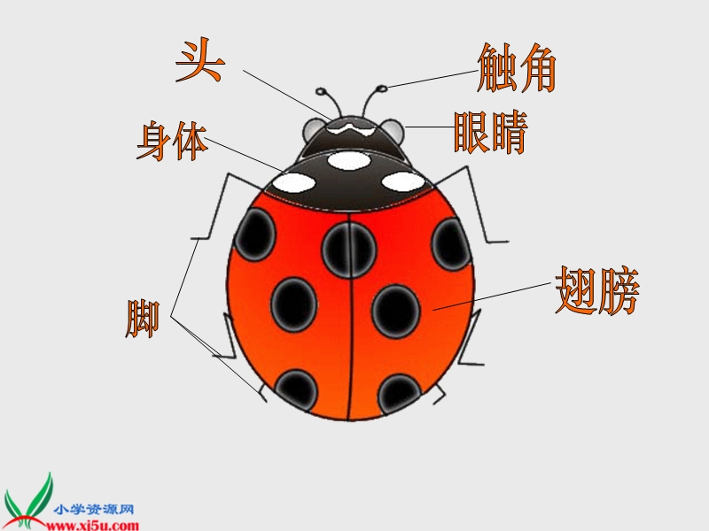 （人教新课标）一年级美术下册课件 瓢虫的花衣裳.ppt_第3页