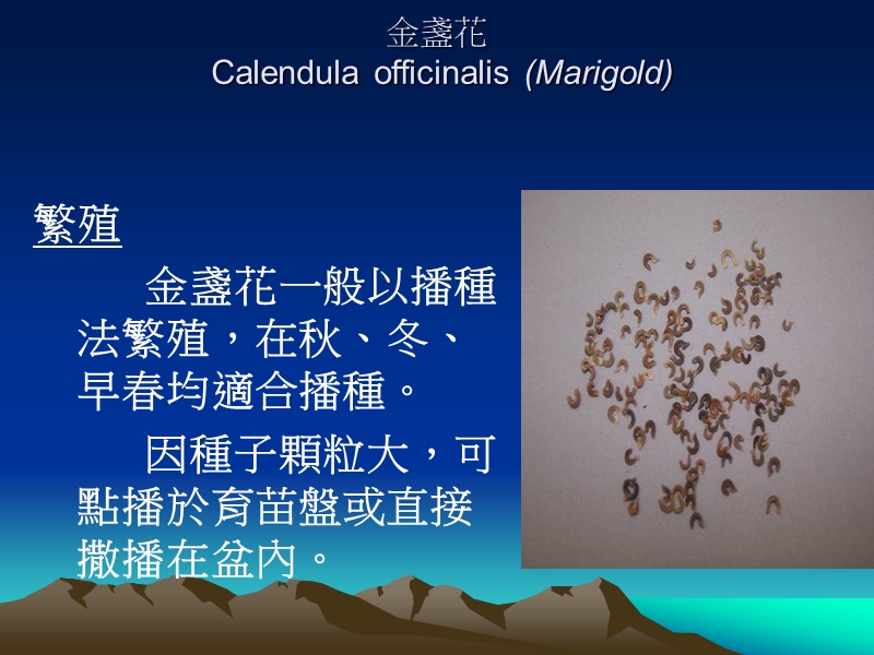 栽种金盏花marigoldcalendulaofficinalis.ppt_第3页