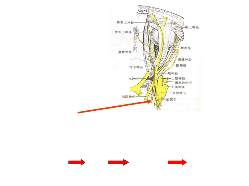 神经系统4.ppt_第2页