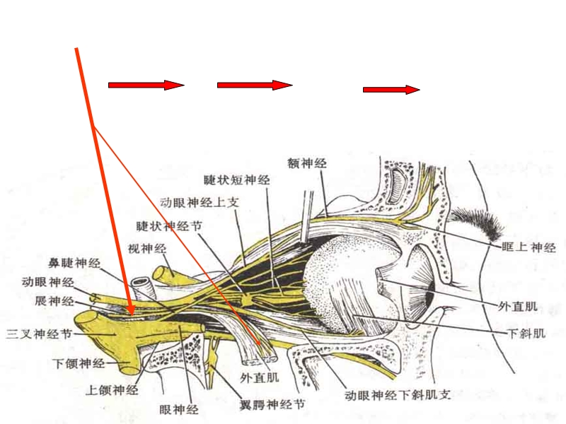 神经系统4.ppt_第3页