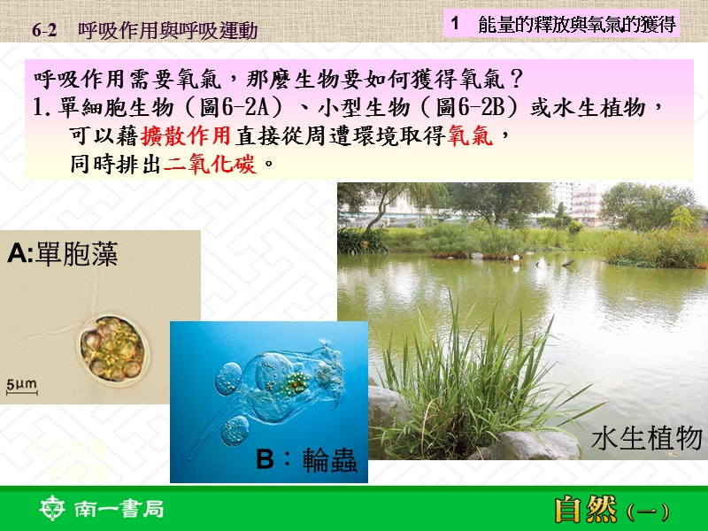 剧烈运动时肌肉细胞呼吸作用旺盛.ppt_第3页