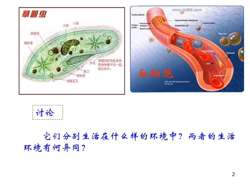 第1节细胞生活的环境.ppt_第2页
