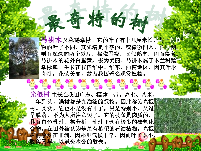 植物呢-凤凰山益海学校.ppt_第3页