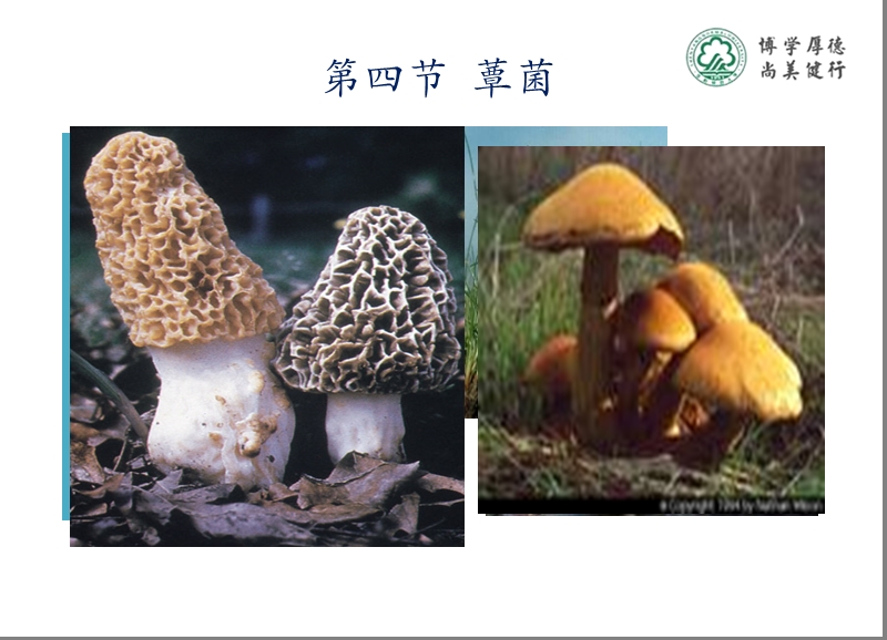 知识点4蕈菌.ppt_第1页