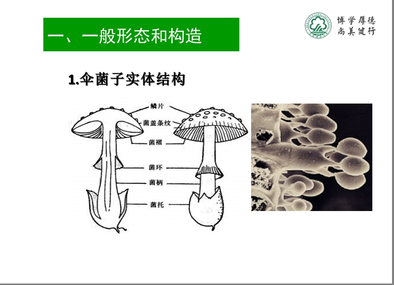 知识点4蕈菌.ppt_第2页