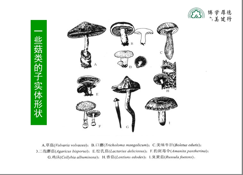 知识点4蕈菌.ppt_第3页