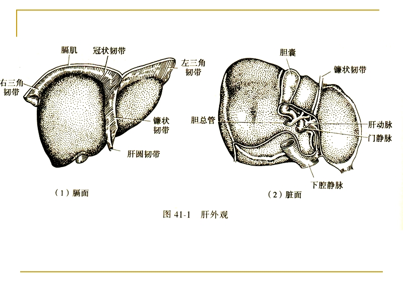 外科护理学.ppt_第3页