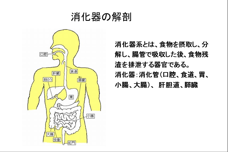 内分泌代谢スライド.ppt_第3页