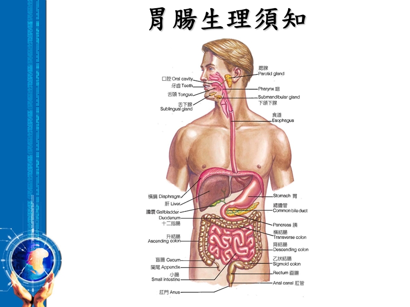 胃肠生理保健与幽门螺旋杆菌.ppt_第2页