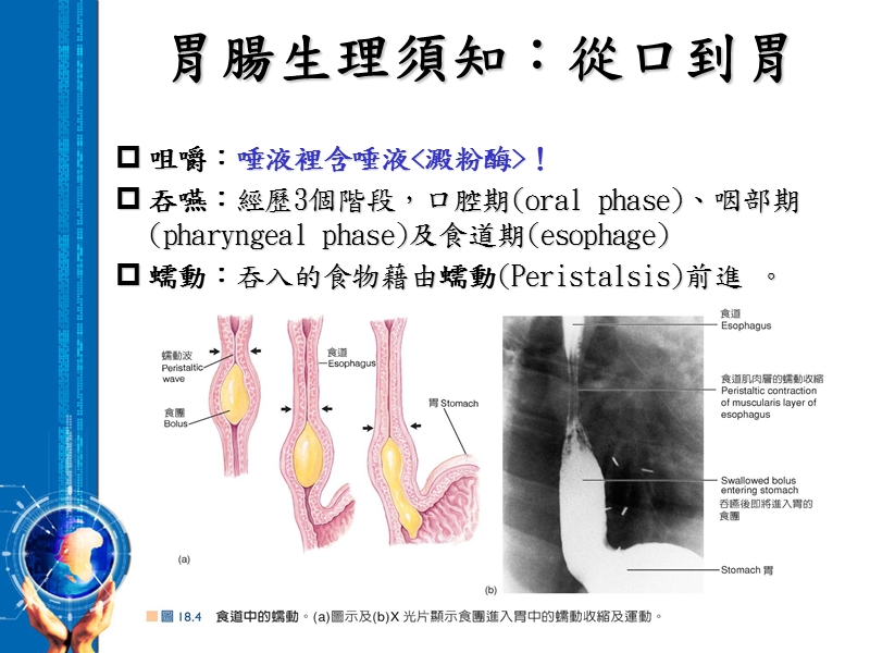 胃肠生理保健与幽门螺旋杆菌.ppt_第3页