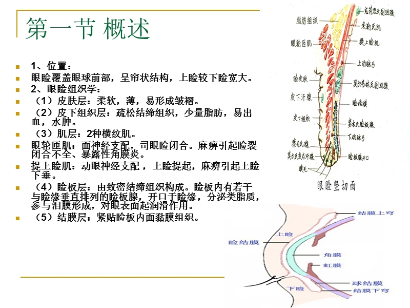 结膜炎-吉林大学课程中心.ppt_第2页