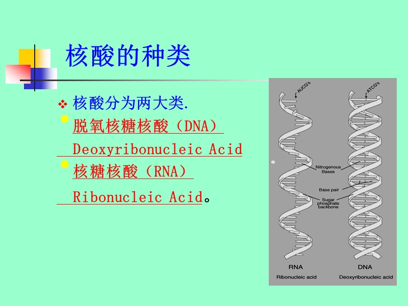 核酸 课件.ppt_第3页