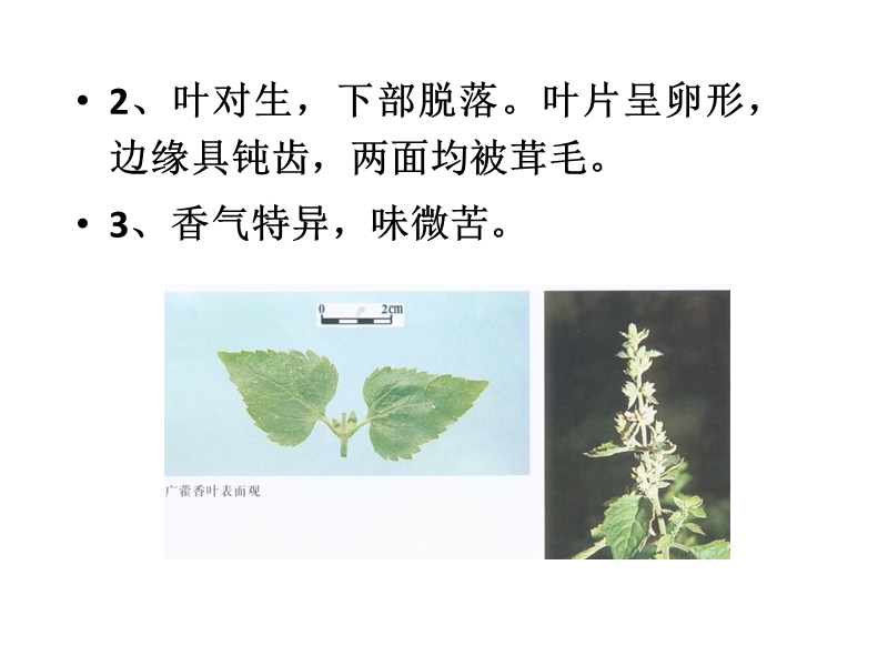 性状鉴别.ppt_第3页