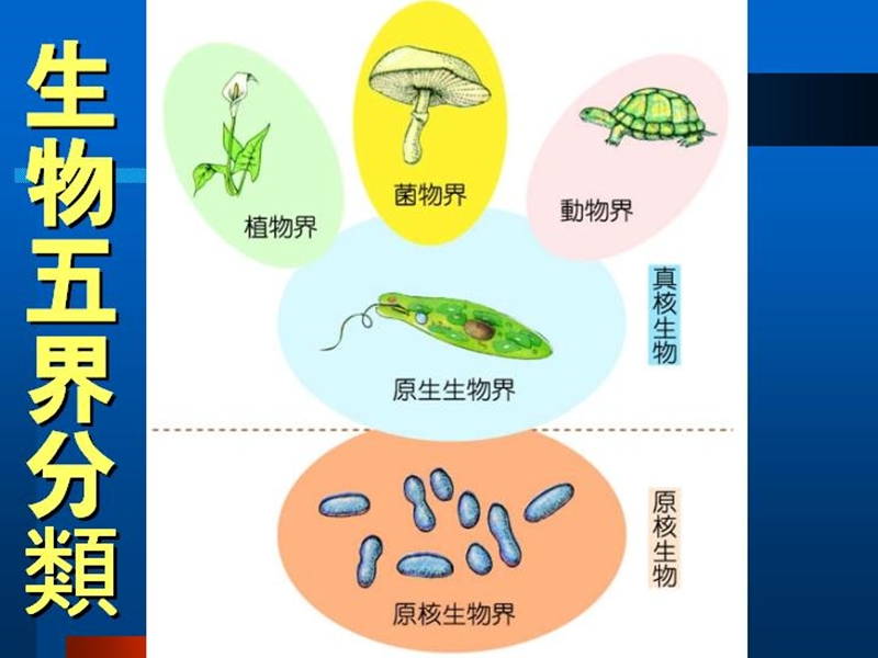 生物的分类（一）.ppt_第3页