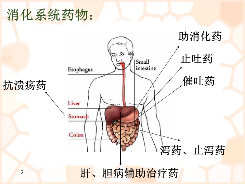 消化系统疾病概述及常用药物.ppt_第3页