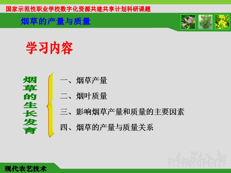 烟草的产量与质量.ppt_第3页