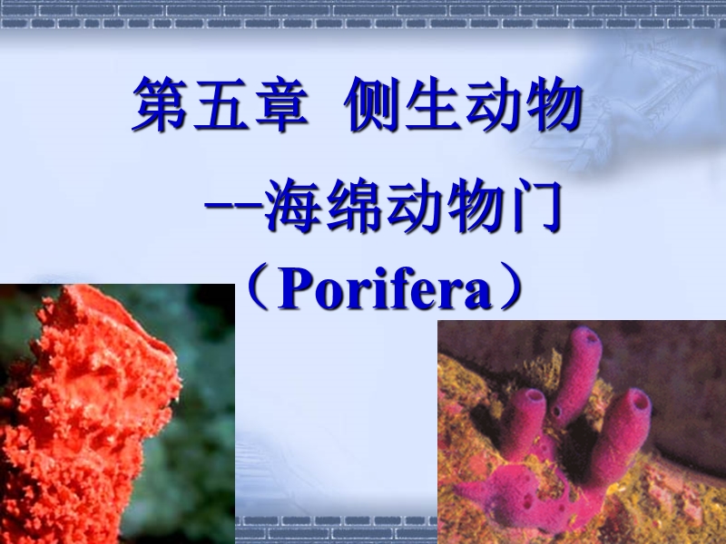 海绵动物门.ppt_第1页