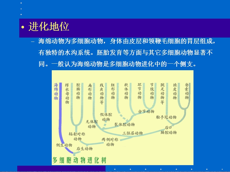 海绵动物门.ppt_第3页