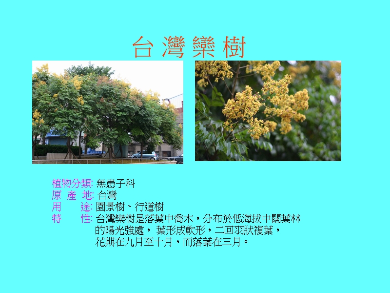 台湾栾树-台中教学资源网.ppt_第2页