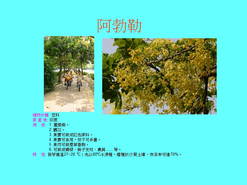 台湾栾树-台中教学资源网.ppt_第3页