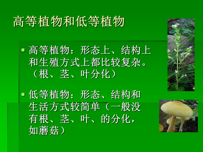 校园里的植物.ppt_第2页