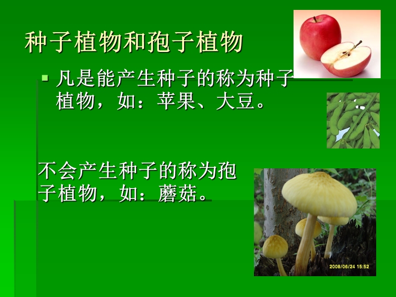 校园里的植物.ppt_第3页