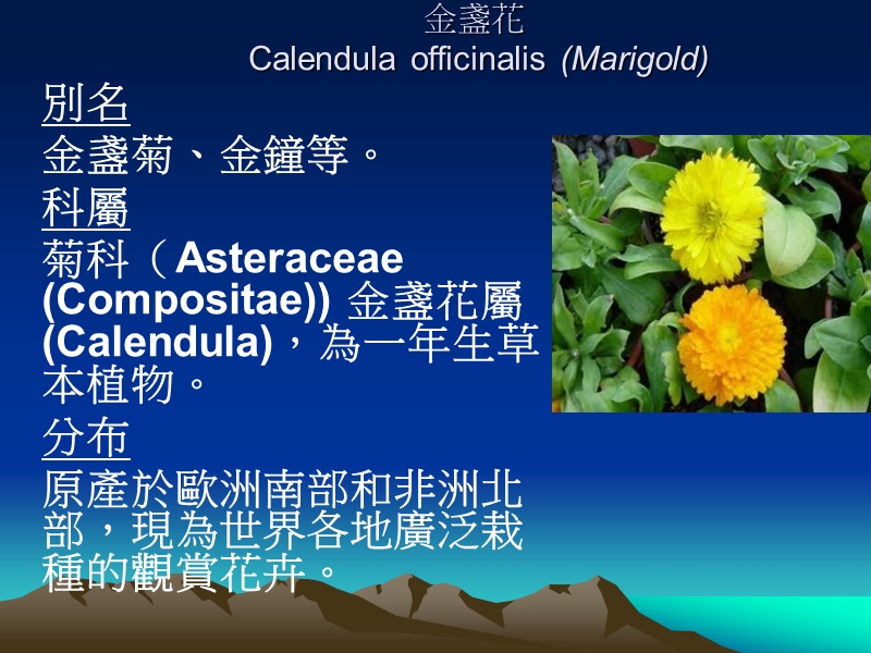 栽种金盏花 (marigold, calendula officinalis).ppt_第1页