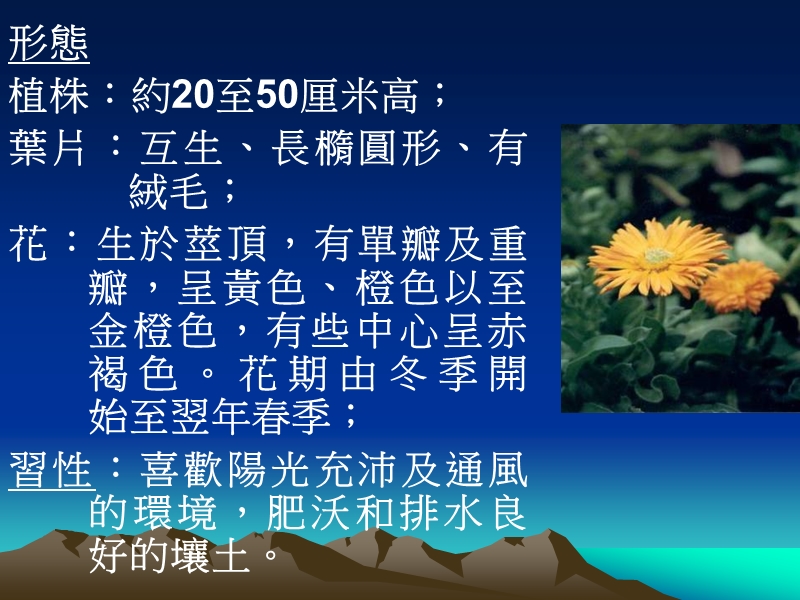 栽种金盏花 (marigold, calendula officinalis).ppt_第2页