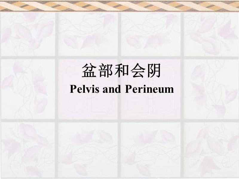 盆部与会阴pelvisandperineum.ppt_第1页