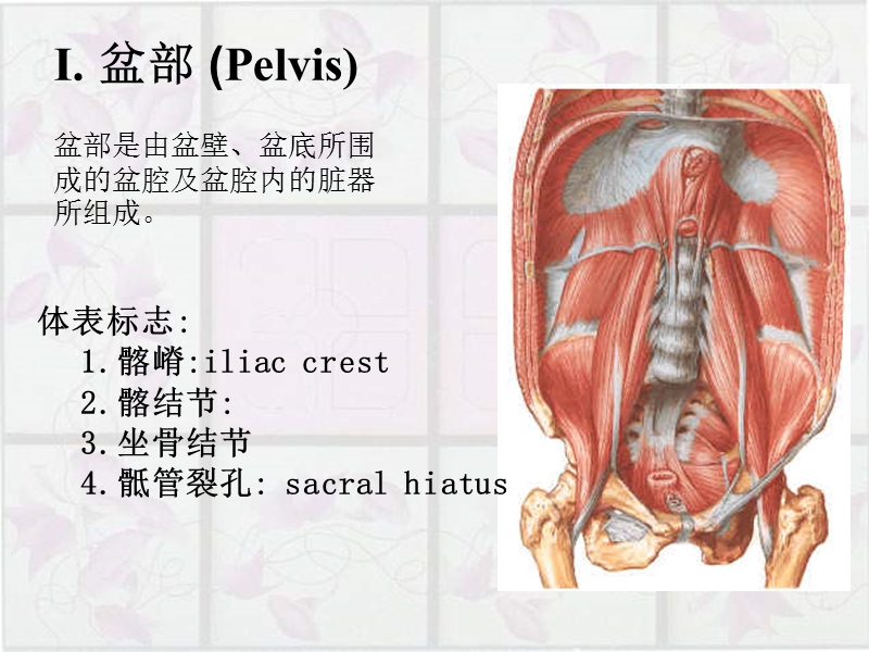 盆部与会阴pelvisandperineum.ppt_第2页