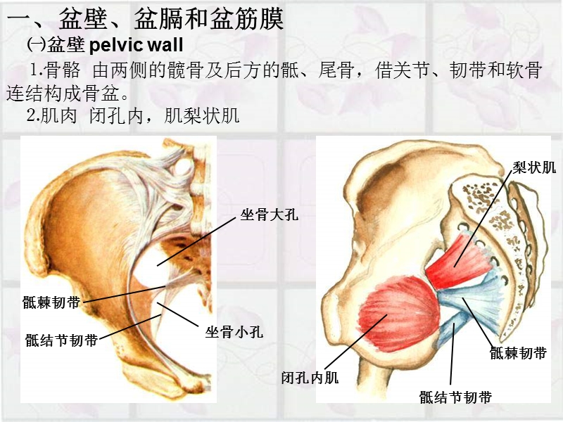 盆部与会阴pelvisandperineum.ppt_第3页