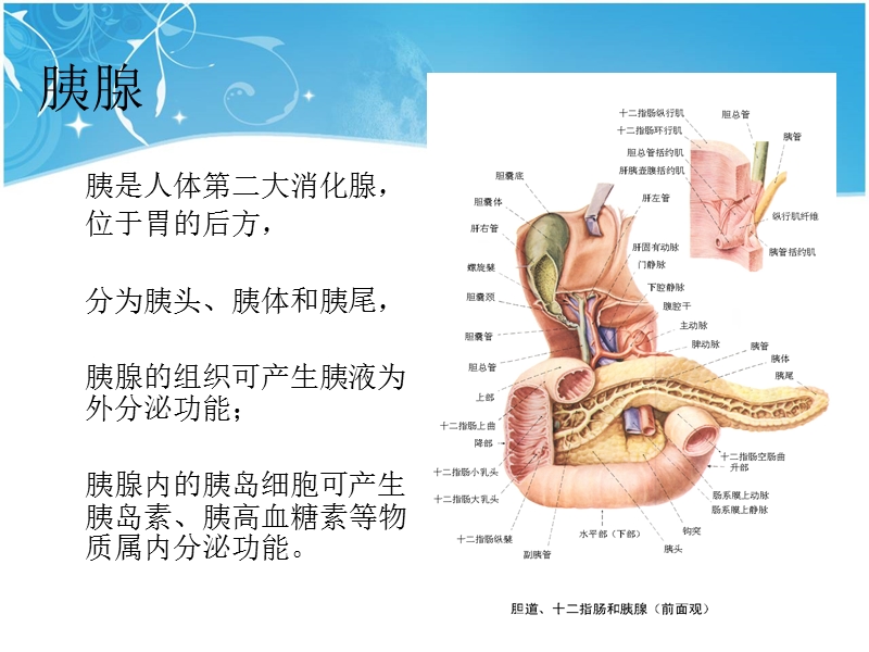 急性胰腺炎的护理.ppt_第2页