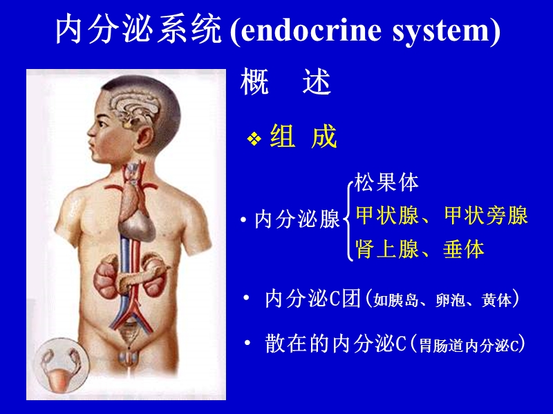 内分泌系统（endocrinesystem）.ppt_第1页