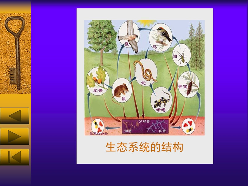 生态系统的成分.ppt_第3页