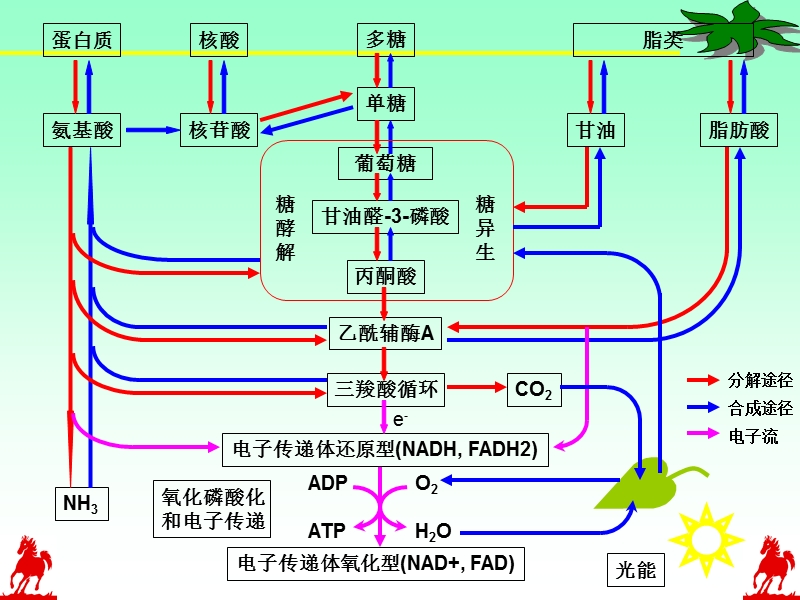 第八章糖代谢.ppt_第1页