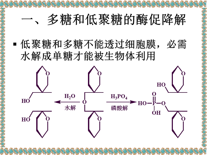 第八章糖代谢.ppt_第3页