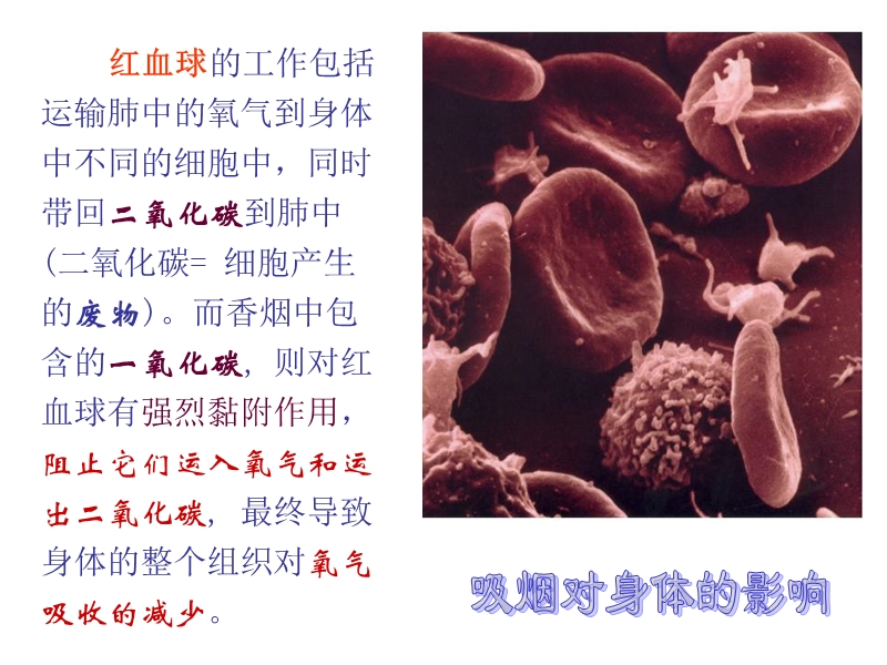 南城中学德育处教育课件.ppt_第3页