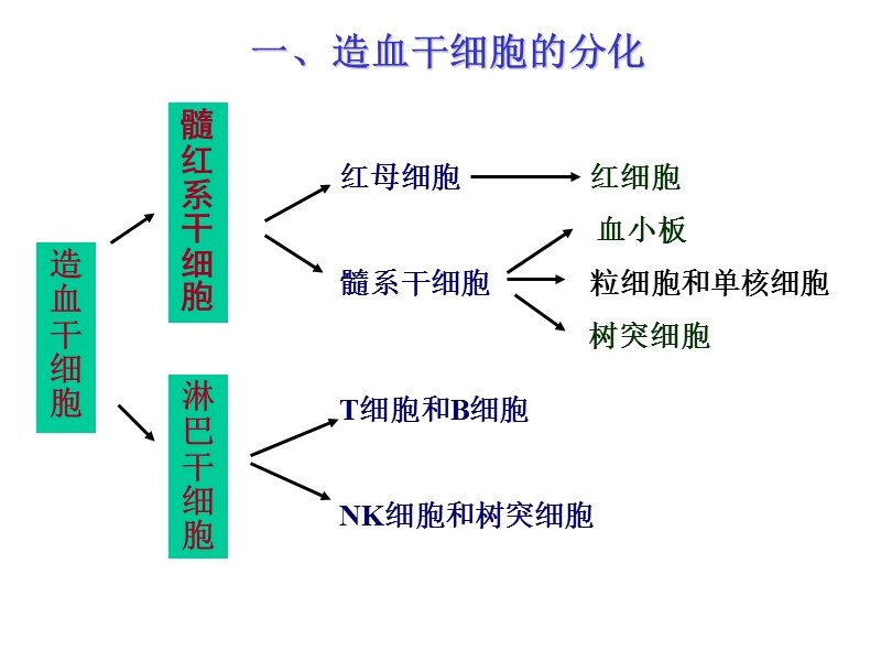 树突细胞.ppt_第3页