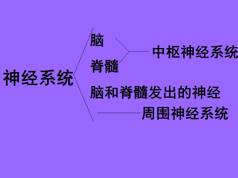 脑和脊髓.ppt_第2页