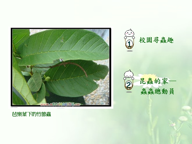 昆虫的家 - 台中市教学资源网.ppt_第3页