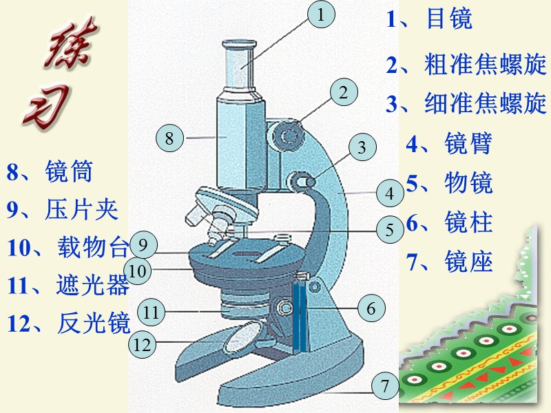 解开生物体结构的秘密.ppt_第3页